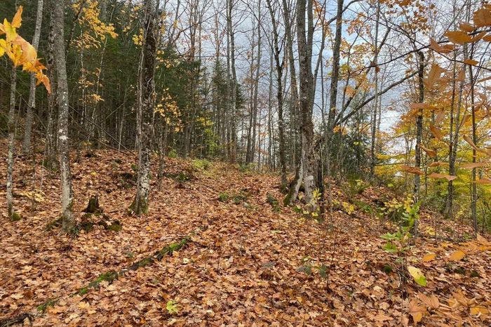 Stunning 39 Acre Forested Lot For Sale in Hastings Highlands